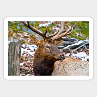 Red Deer Sticker